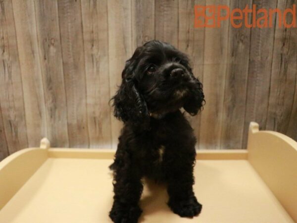 Cocker Spaniel DOG Male Black 27696 Petland Racine, Wisconsin