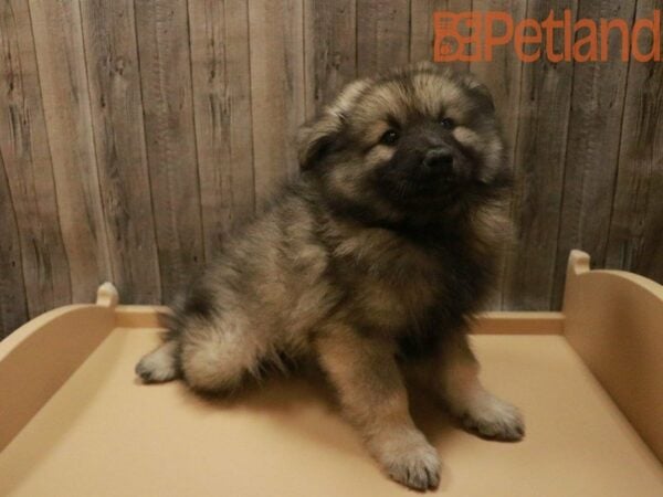 Keeshond-DOG-Female-Black / Silver-27694-Petland Racine, Wisconsin