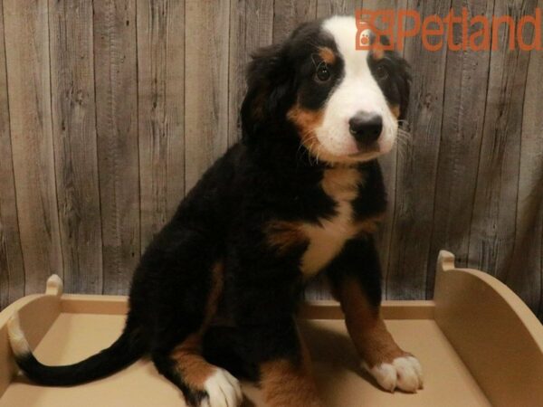 Bernese Mountain Dog DOG Female Black Rust / White 27693 Petland Racine, Wisconsin