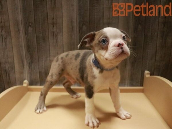 Boston Terrier-DOG-Male-Blue Merle-27691-Petland Racine, WI