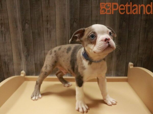 Boston Terrier DOG Male Blue Merle 27691 Petland Racine, Wisconsin