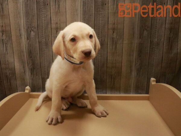 Labrador Retriever DOG Male Yellow 27689 Petland Racine, Wisconsin