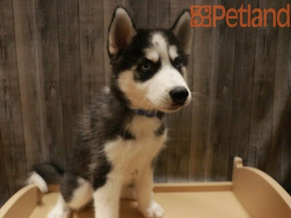 Siberian Husky DOG Male Black / White 27688 Petland Racine, Wisconsin