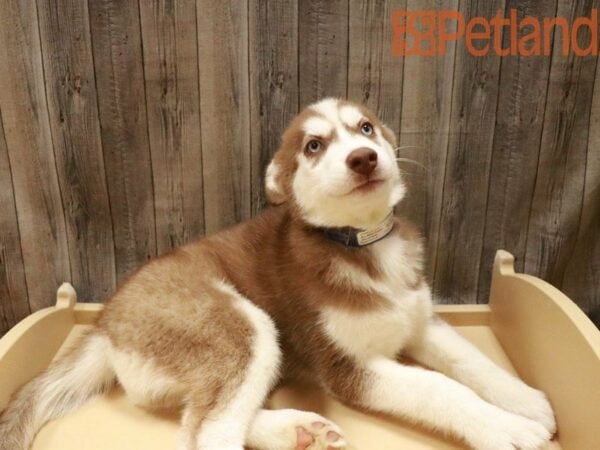 Siberian Husky DOG Female Red / White 27687 Petland Racine, Wisconsin