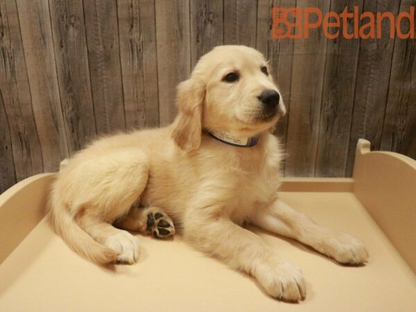 Golden Retriever DOG Male Cream 27685 Petland Racine, Wisconsin