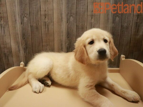 Golden Retriever DOG Female Cream 27684 Petland Racine, Wisconsin