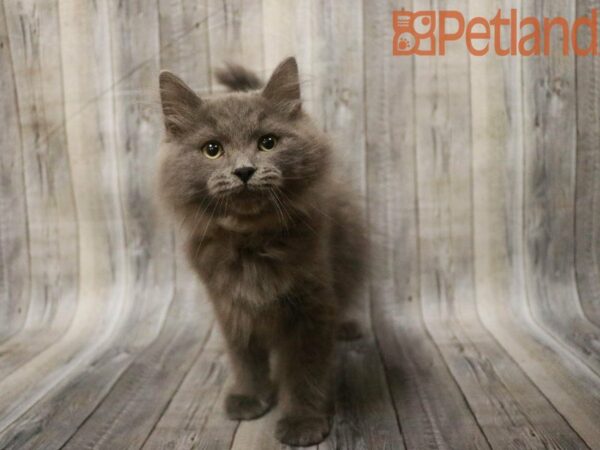 Siberian CAT Male Gray 27701 Petland Racine, Wisconsin