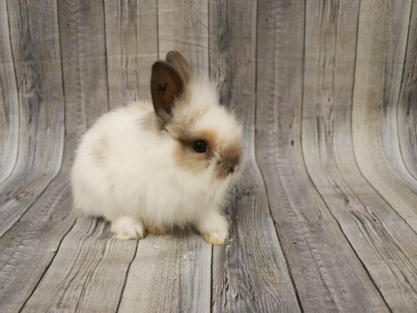 Lionhead-RABBIT-Male--27679-Petland Racine, Wisconsin