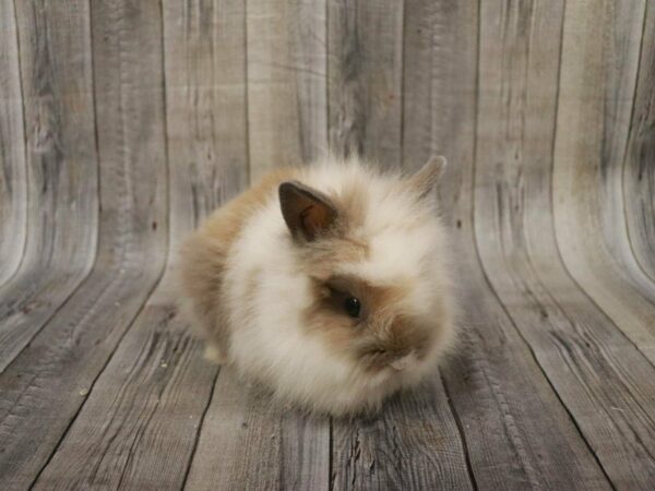 Lionhead RABBIT Female 27681 Petland Racine, Wisconsin