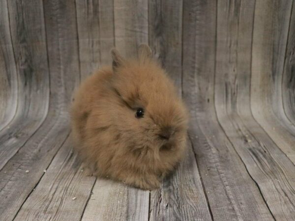 Lionhead-RABBIT-Female--27682-Petland Racine, Wisconsin