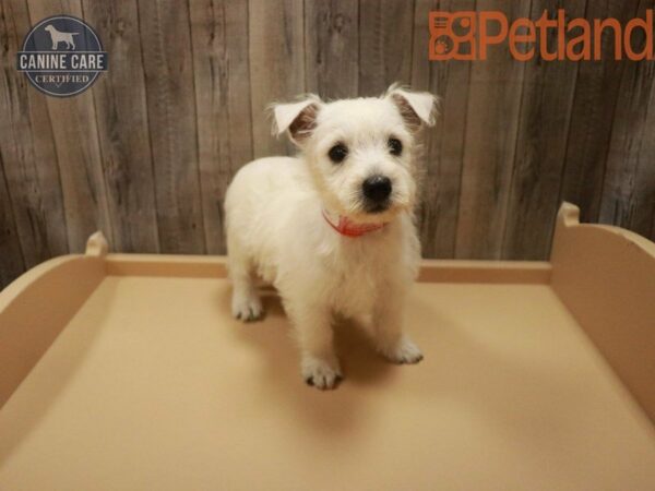 West Highland White Terrier DOG Female White 27728 Petland Racine, Wisconsin