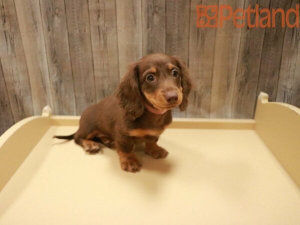 Dachshund DOG Female Chocolate and Tan 27727 Petland Racine, Wisconsin