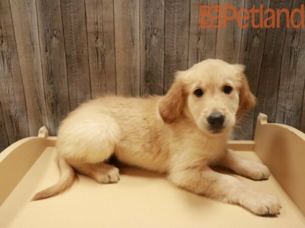 Golden Retriever-DOG-Male-Cream-27731-Petland Racine, Wisconsin