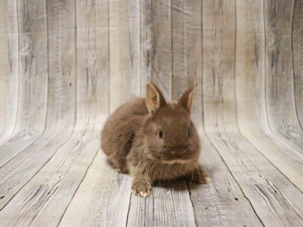 Netherland Dwarf RABBIT Male 27719 Petland Racine, Wisconsin