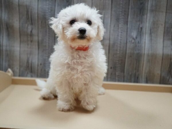 Bichon Frise DOG Female White 27738 Petland Racine, Wisconsin