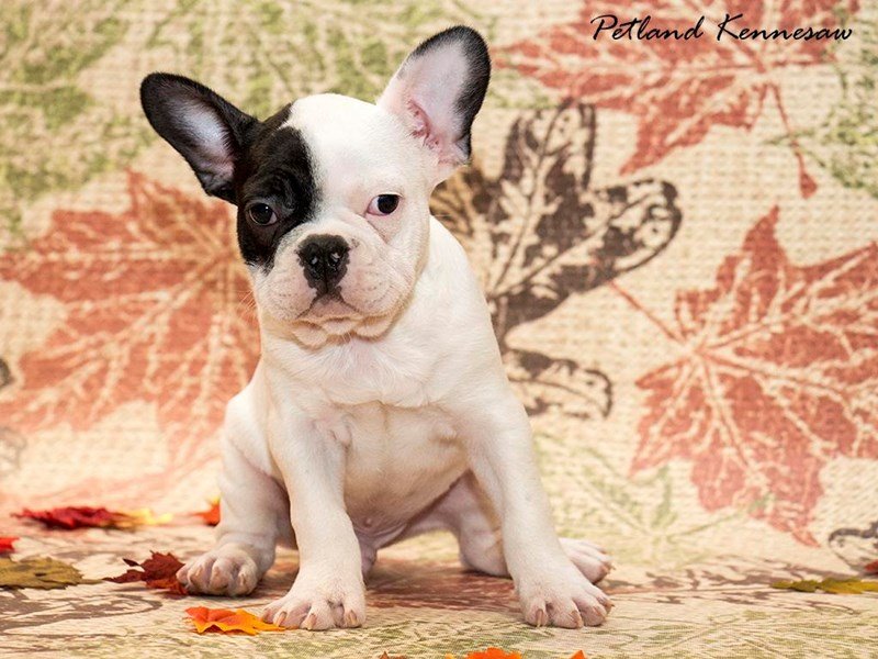 The French Bulldog – Charming Facts About this Charming Breed!