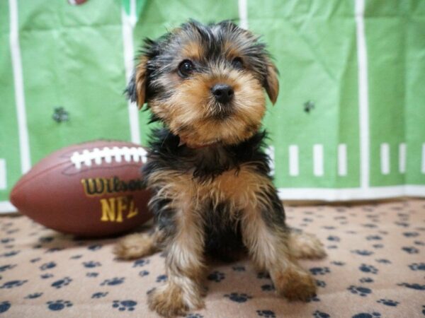 Yorkshire Terrier DOG Female Black / Tan 20253 Petland Racine, Wisconsin