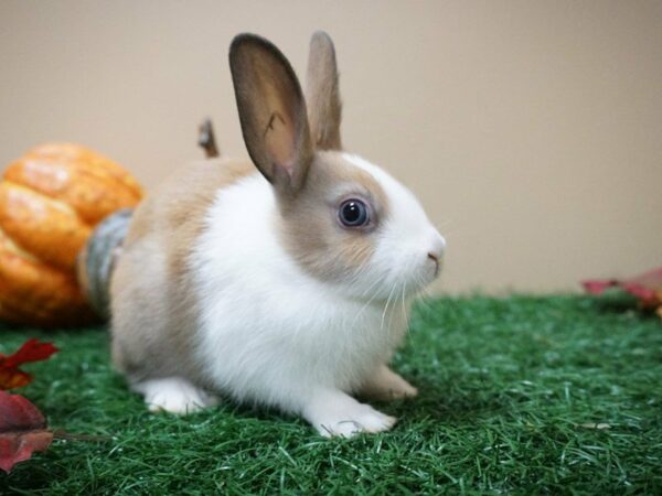 Dutch RABBIT Female Fawn 20351 Petland Racine, Wisconsin