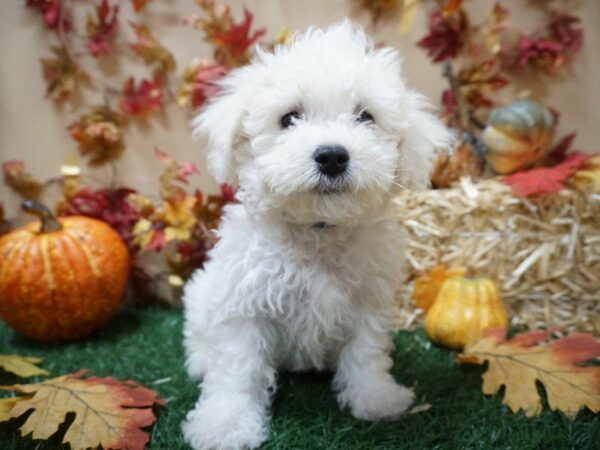 Bichon Frise DOG Male wh 20366 Petland Racine, Wisconsin