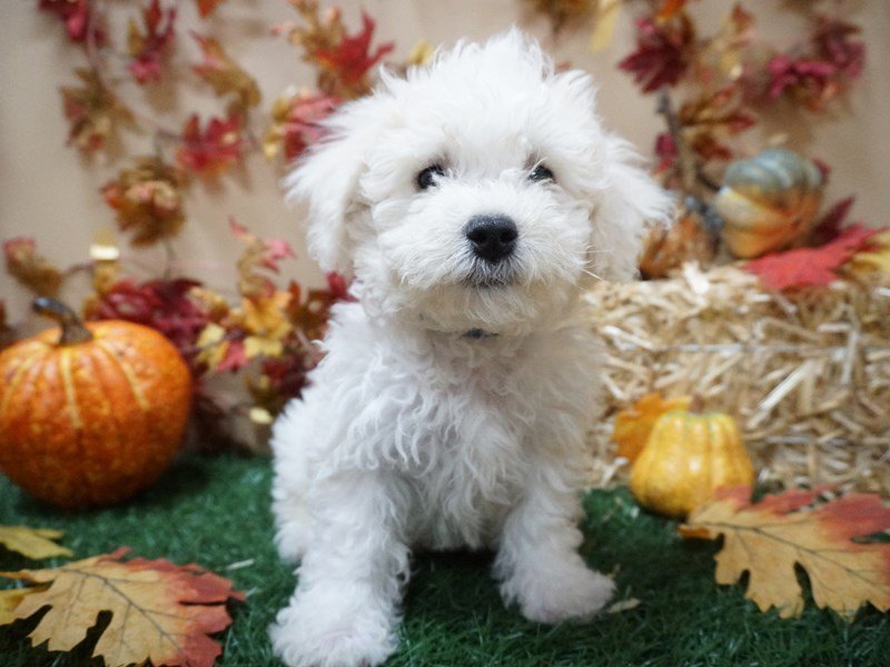 Bichon Frise