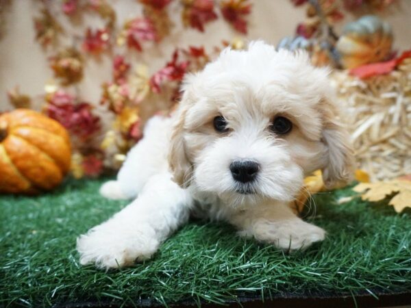 Cavachon DOG Male br-wh 20370 Petland Racine, Wisconsin