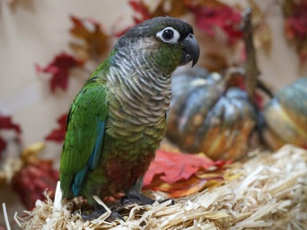 Green Cheek Conure BIRD Male 20399 Petland Racine, Wisconsin