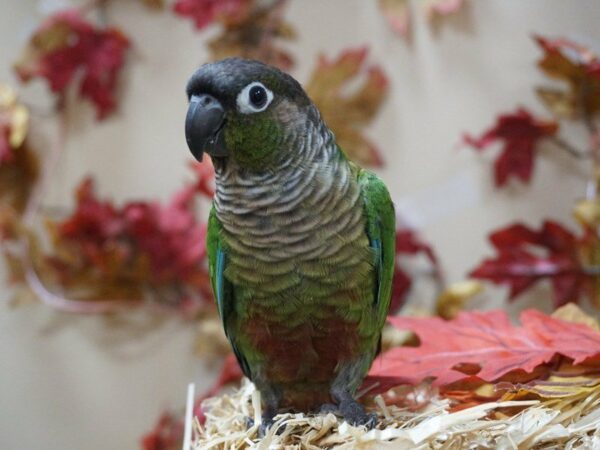 Green Cheek Conure-BIRD-Male--20400-Petland Racine, Wisconsin