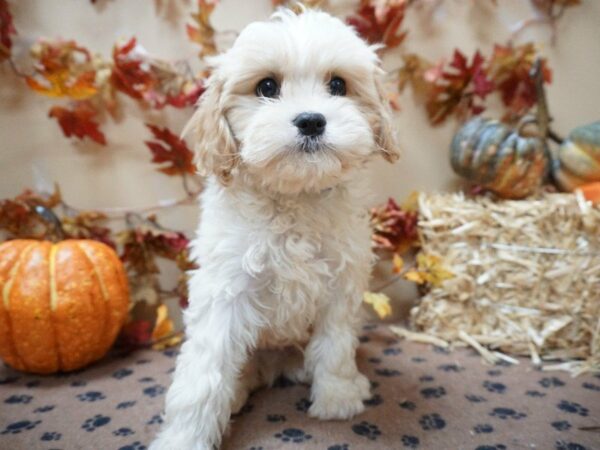 Cavachon DOG Male wh-rd 20461 Petland Racine, Wisconsin