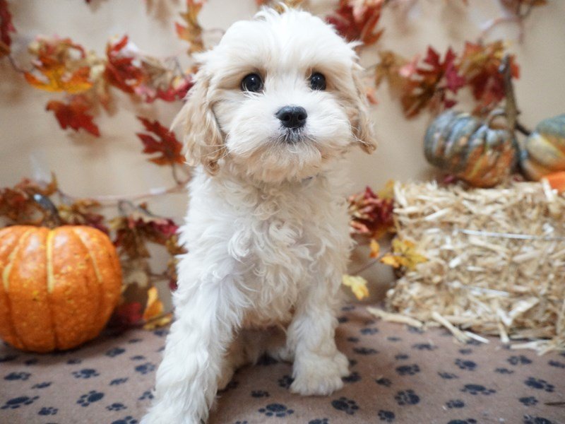 Cavachon