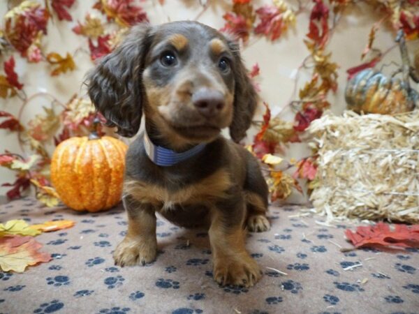 Dachshund DOG Male chlt 20491 Petland Racine, Wisconsin