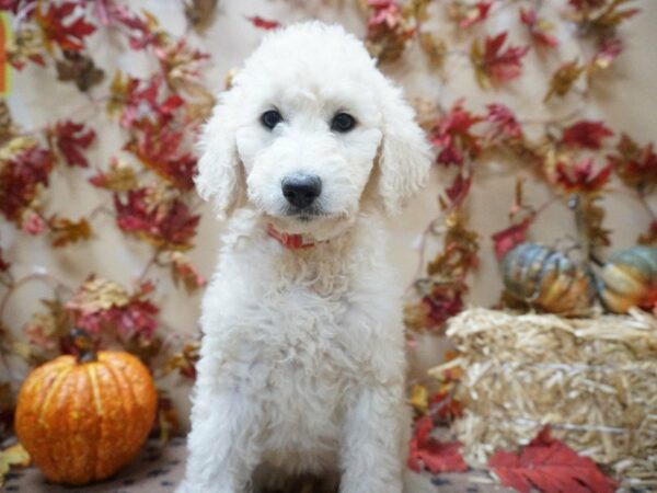 Goldendoodle 2nd Gen DOG Female cr 20496 Petland Racine, Wisconsin