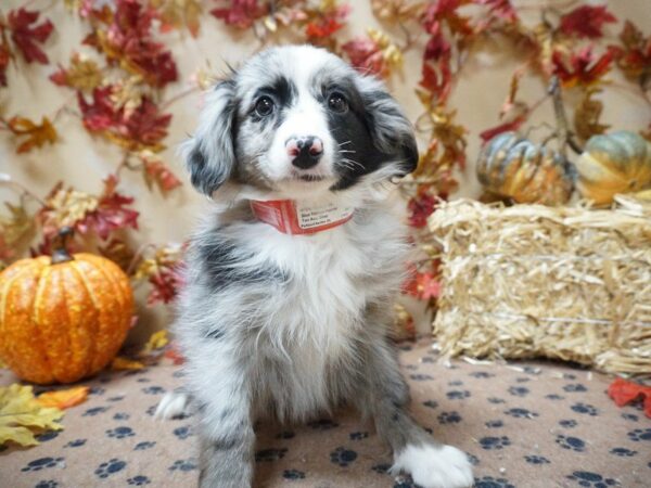 Toy Australian Shepherd DOG Female Blue Merle 20487 Petland Racine, Wisconsin