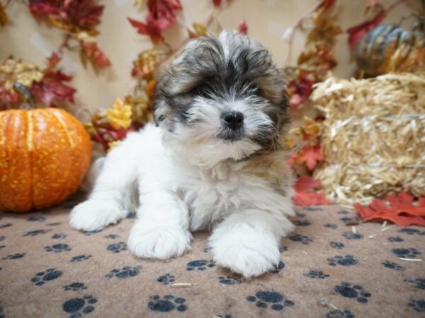 Teddy Bear DOG Male Gold / White 20502 Petland Racine, Wisconsin