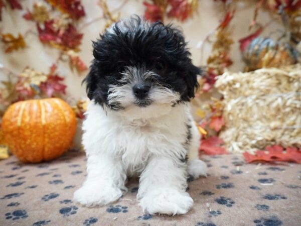 Teddy Bear DOG Female Black / White 20501 Petland Racine, Wisconsin