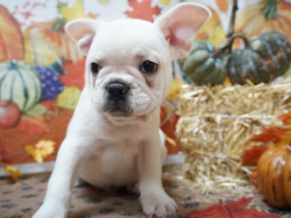 French Bulldog DOG Male cr 20535 Petland Racine, Wisconsin