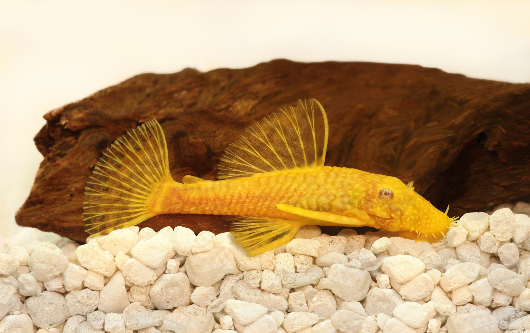 https://www.petlandracine.com/fish/albino-bristlenose-pleco/