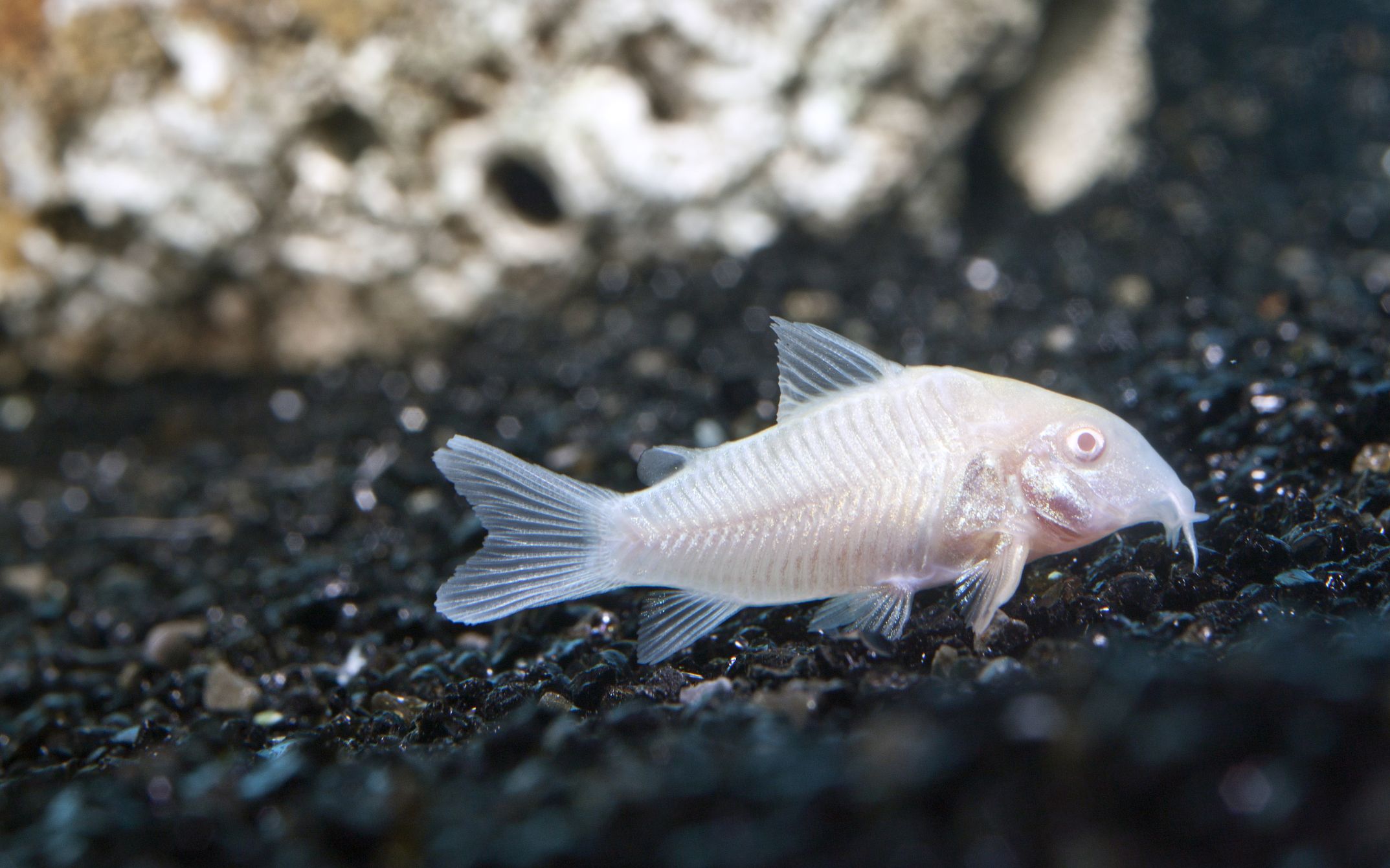 https://www.petlandracine.com/fish/albino-cory/