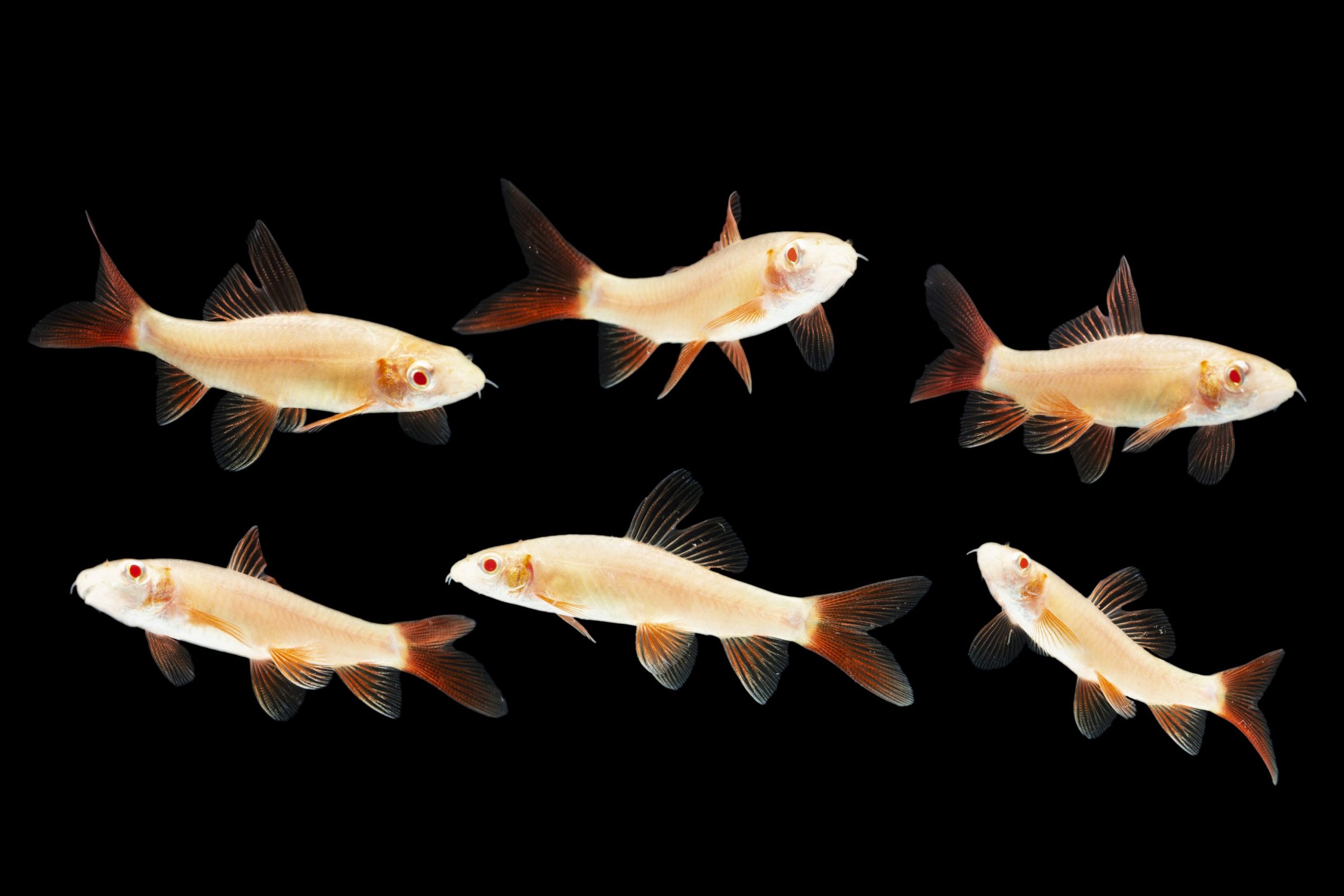 https://www.petlandracine.com/fish/albino-rainbow-shark/