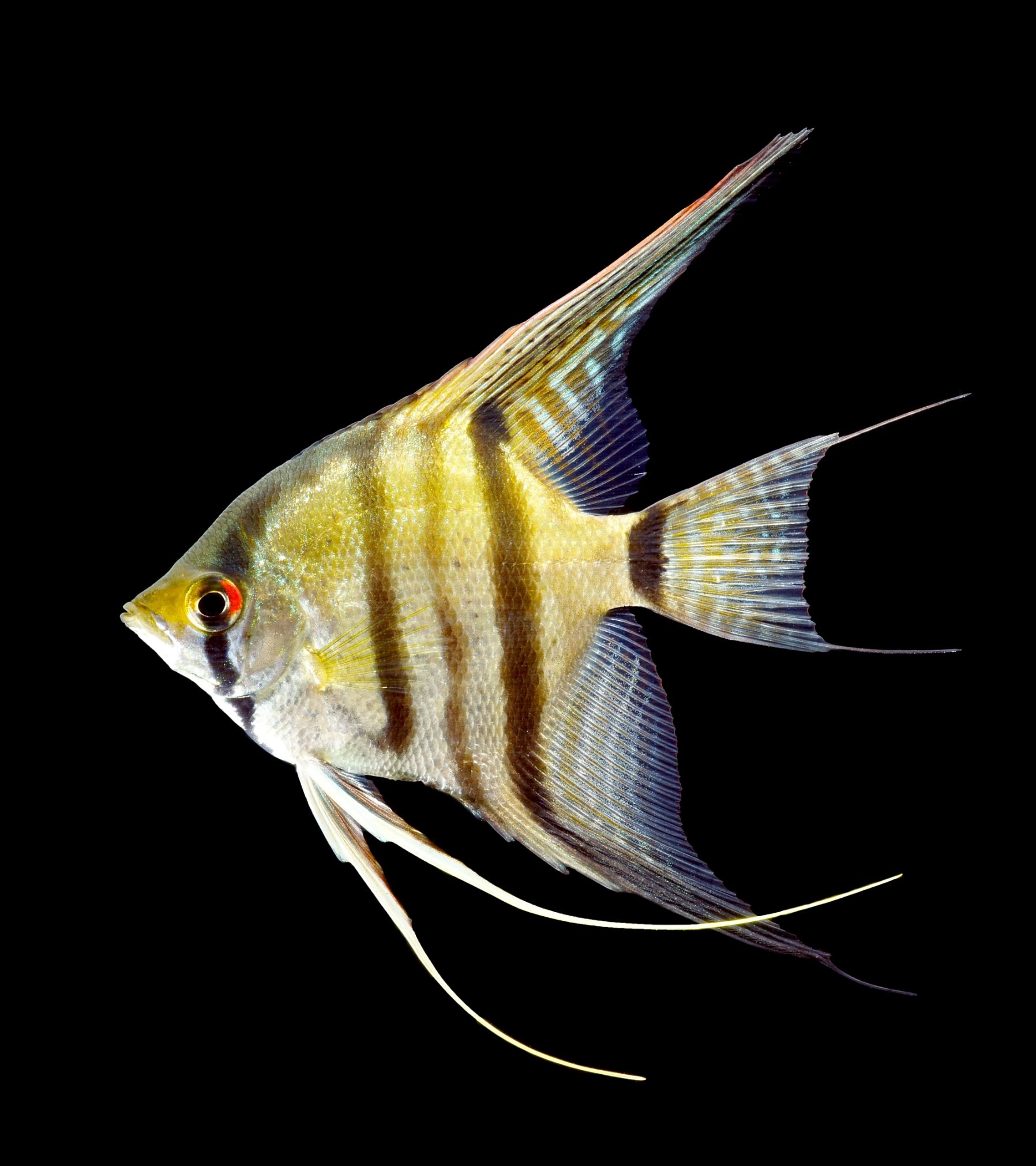 https://www.petlandracine.com/fish/angelfish-locally-raised/