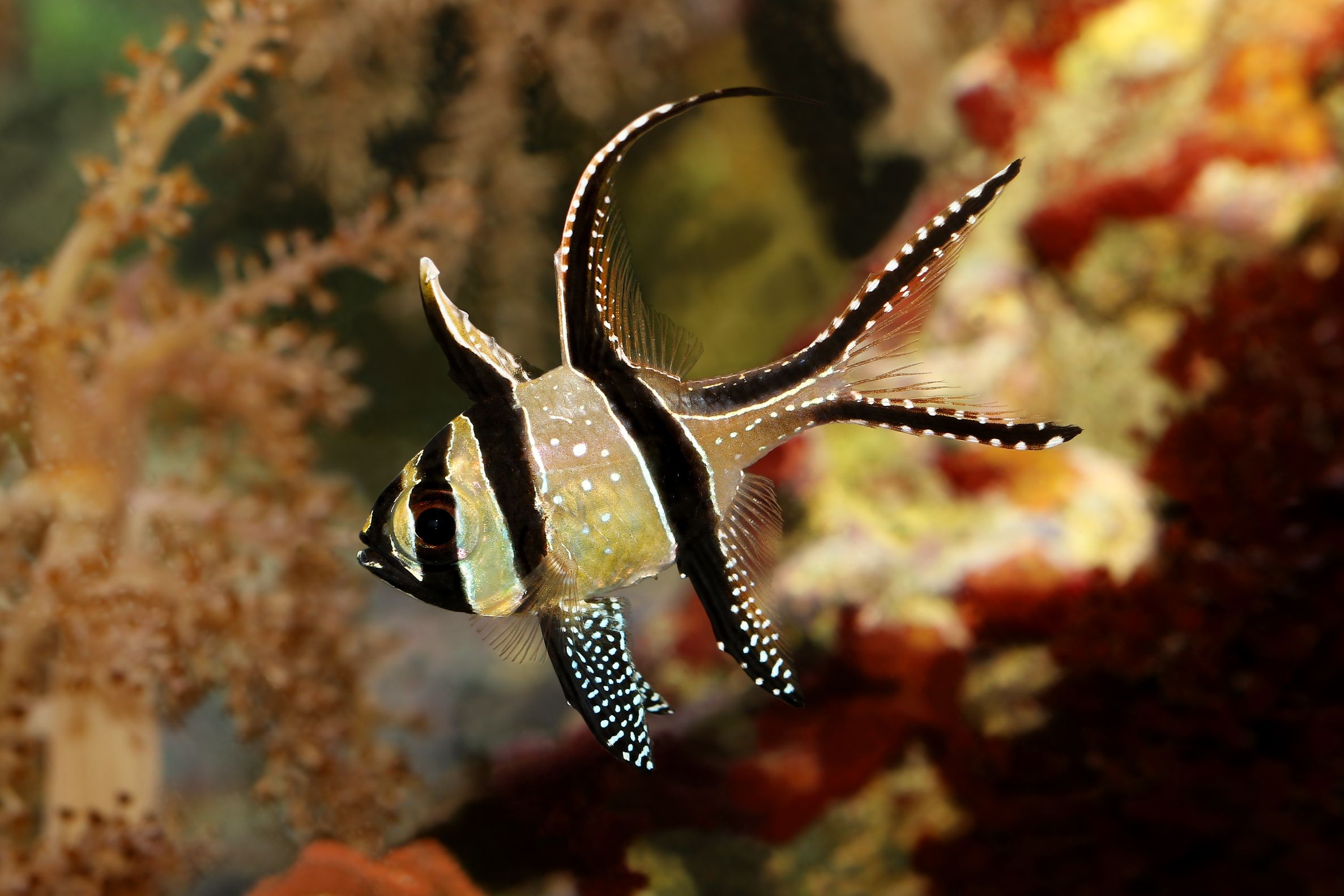 https://www.petlandracine.com/fish/bangaii-cardinalfish/