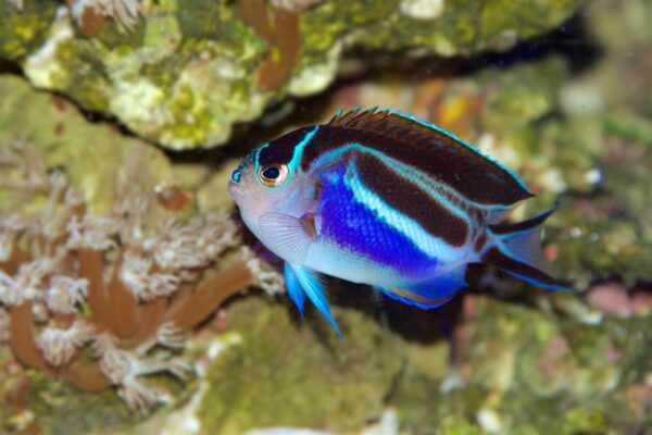 Emporer Angelfish