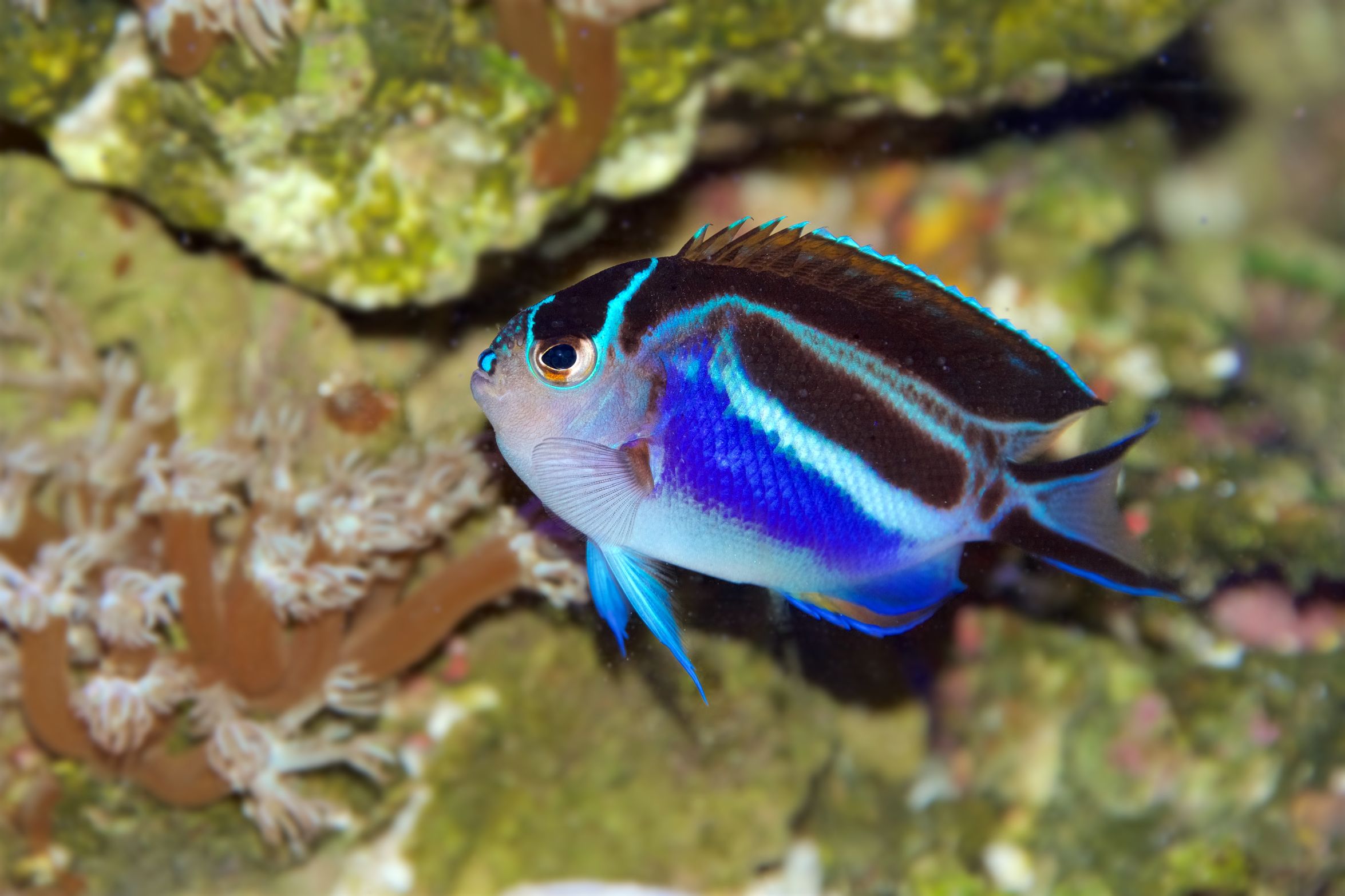 Emporer Angelfish