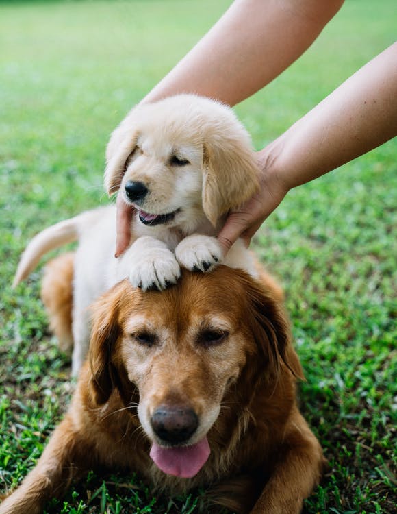 Pet Store Banner