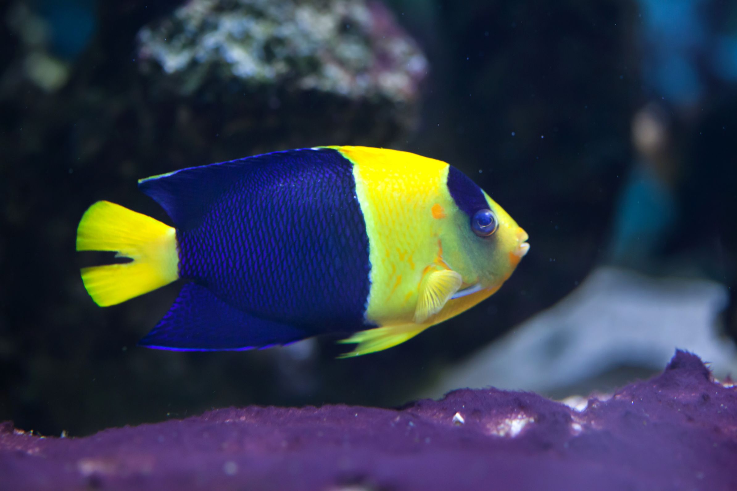 https://www.petlandracine.com/fish/bicolor-angel/