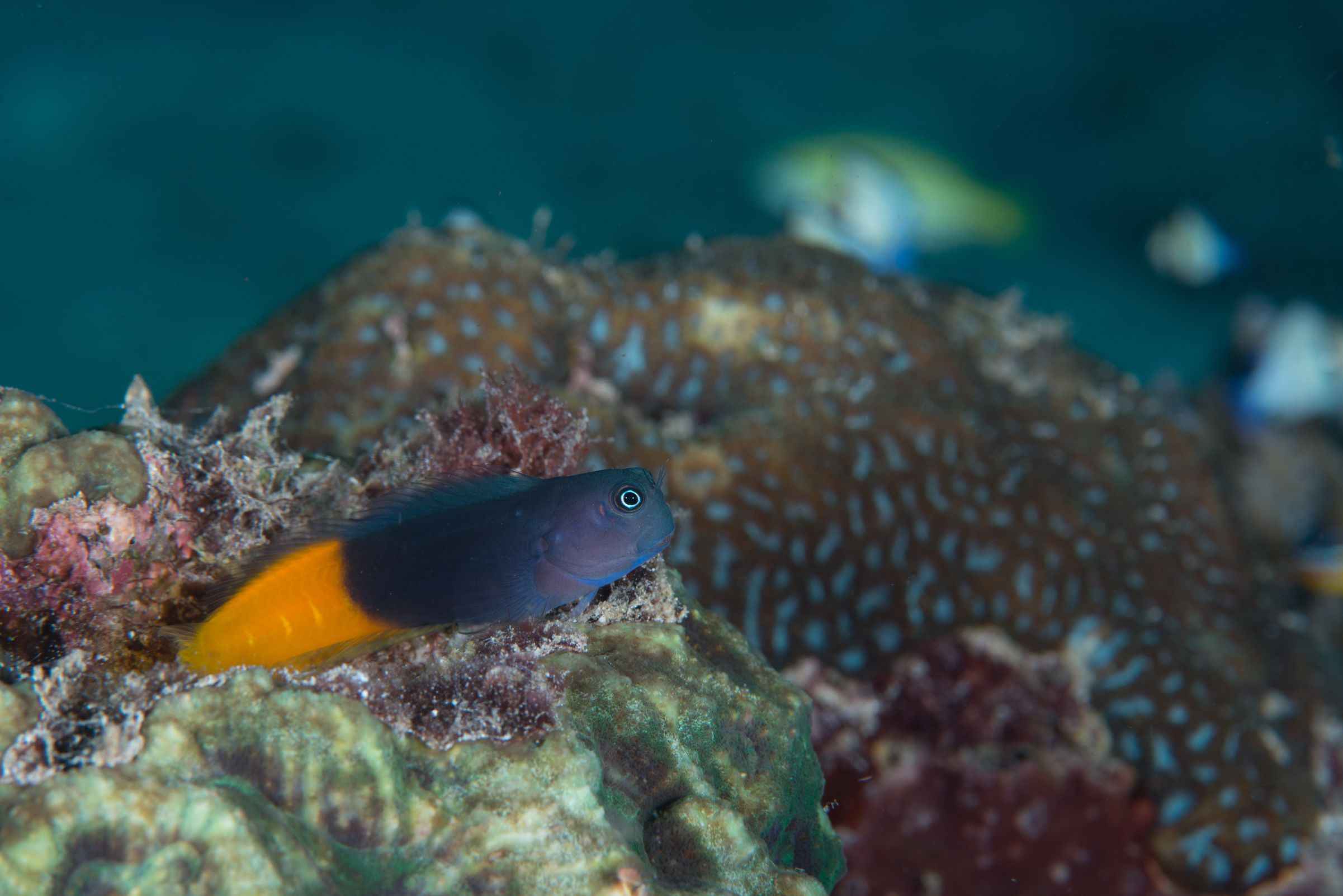 https://www.petlandracine.com/fish/bicolor-blenny/