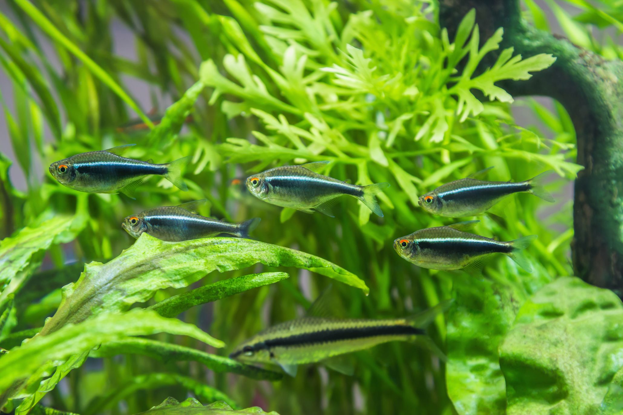 https://www.petlandracine.com/fish/black-skirt-tetra/