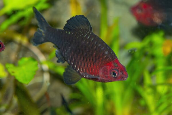Black Ruby Barb