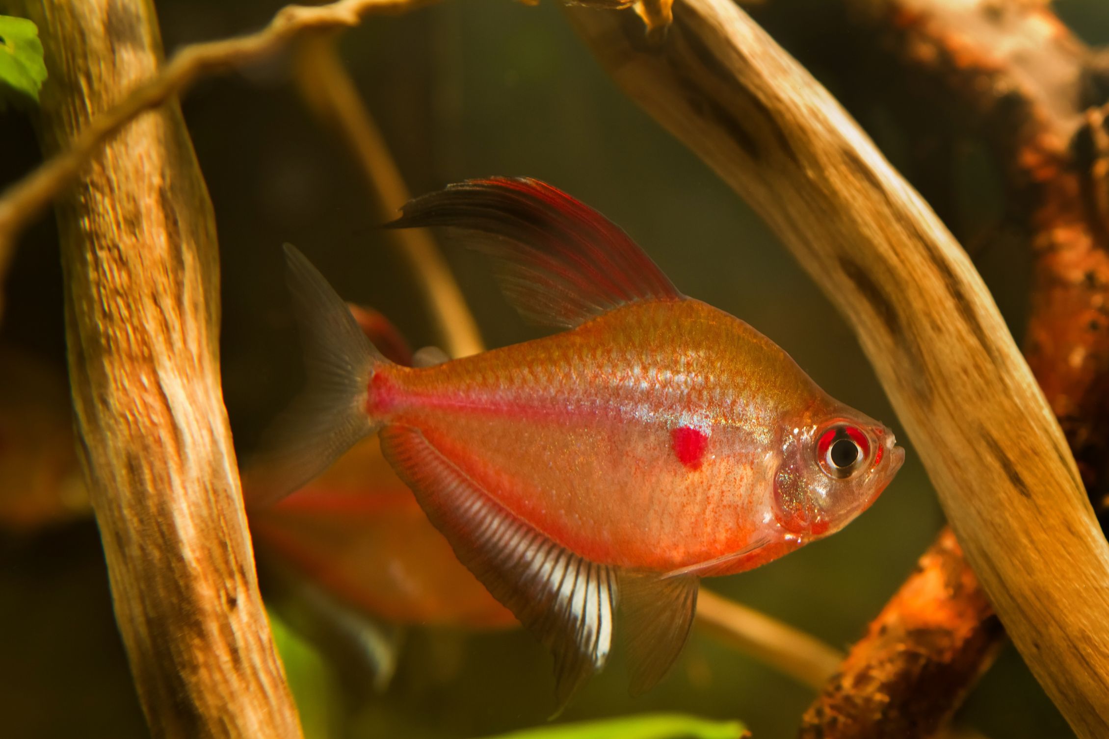 https://www.petlandracine.com/fish/bleeding-heart-tetra/