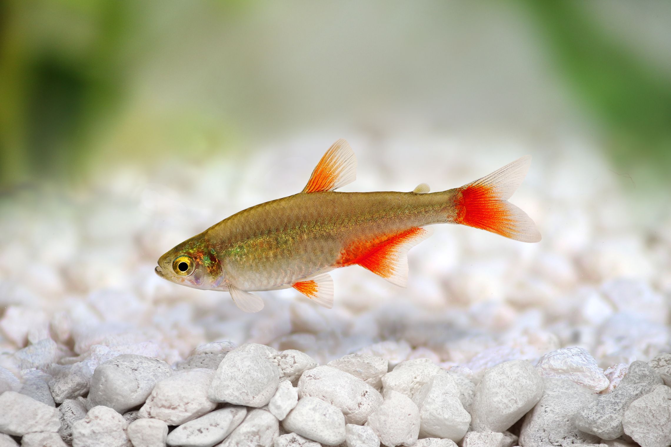 https://www.petlandracine.com/fish/bloodfin-tetra/