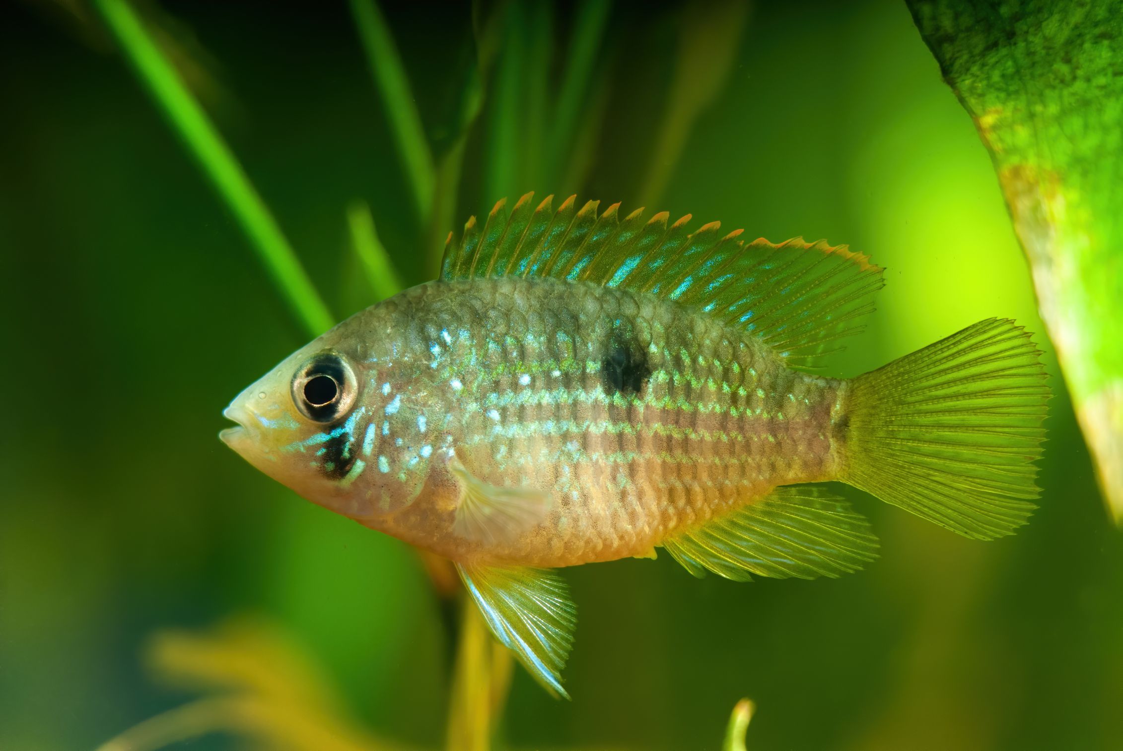 https://www.petlandracine.com/fish/blue-acara/